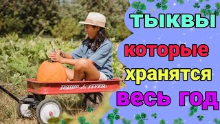 Тыква и кабачок, которые хранятся до следующего года. Узнаем самые урожайные и лёжкие сорта