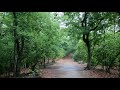 【京都散策·宝ヶ池】雷雨の森 自然の音 鹿＠初め ambient rainy sound happy deer pedal in kyoto 2021 06 15 hd