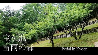 【京都散策·宝ヶ池】雷雨の森 自然の音 鹿＠初め Ambient rainy sound Happy deer Pedal In Kyoto 2021-06-15 HD