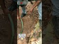 വെള്ളമടിച്ച് വലിയ മൂർഖനെ പിടിച്ചു rescued a huge cobra using water