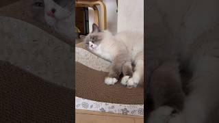 サイベリアンのカイくん #shorts #猫動画 #サイベリアン #cat #まな猫