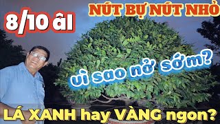 8/10 âl nên đi phân GIỮ LÁ XANH hay ĐỂ LÁ VÀNG ngon? nút bự nút nhỏ xử lý thế nào ở vườn mai Út Đực