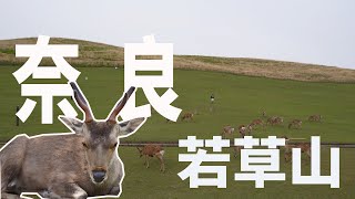 奈良vlog｜若草山半日遊｜小鹿真的太可愛啦｜日本日常生活