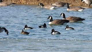 Canada Geese \u0026 Ring-Necked Ducks on an Icy Pond #canadageese