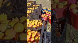 Rojo Brillante Diospyros kaki persimmon trees - fruit harvesting in Greece Λωτοί δέντρα - φρούτο