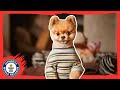 Jiffpom - The fastest dog on two paws - Guinness World Records 2015 Jiffpom - The fastest dog on two paws - Guinness World Records 2015