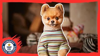 Jiffpom - The fastest dog on two paws - Meet The Record Barkers