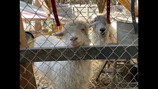 Blackberry Creek Farm at Kelly Gulch - S23 Ep. 5