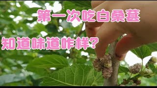 你们吃过白桑葚吗？我也是第一次吃，居然比传统桑葚还要甜。