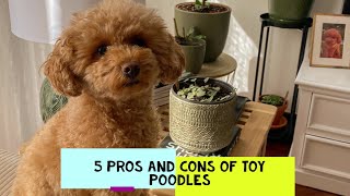 Toy Poodle Pros and Cons: Should You Get One?