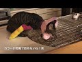 子猫　骨折　治療1週間でここまで回復します。if a cat is fractured. it is the one week after the treatment.