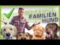 Die 5 besten Familienhunde (den richtigen Hund finden)