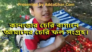 কানাডার চেরি বাগানে আমাদের চেরি ফল সংগ্রহ। cherry picking festival - bangladeshi canadian vlog