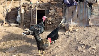 تربية الدجاج و الحياة في البادية هذا الصباح | farming the chicken and village lifestyle #الحياة