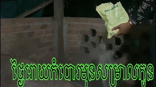 ថ្ងៃរោយកំបោរមុនកើតកូន (ចិញ្ចឹមជ្រូកលើអង្កាម)