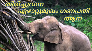 തിരിച്ചുവന്ന ഏഴാറ്റുമുഖം ഗണപതി ആന #elephant #plantation #wildlife #animals #elephants