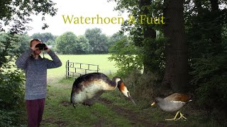 Vogel beginnerscursus deel 2 #5 - Waterhoen \u0026 Fuut