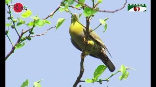 Nature and Life - Episode 270 (Green Pigeon)