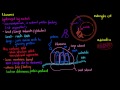 intracellular structures ribosomes