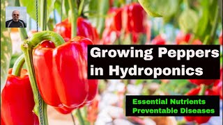 Growing Peppers with Hydroponics