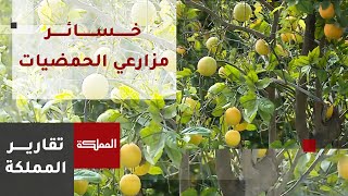 مزارعو الحمضيات في الأغوار الشمالية يطالبون إيجاد حلول لتسويق منتجهم وبيعه بأسعار مناسبة