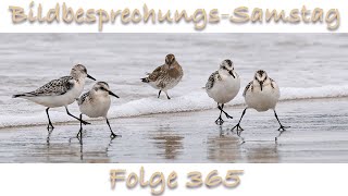 Bildbesprechung 365