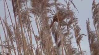 Vogels in Nederland: Baardmannetjes bij het Oostvoornse Meer