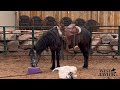 Saddling a Mustang for the first time! How calm can she be?