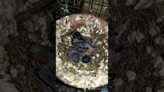 golden finches baby /6000 pairs java finches bird breeding Farm / ZULFIQAR brid Farm