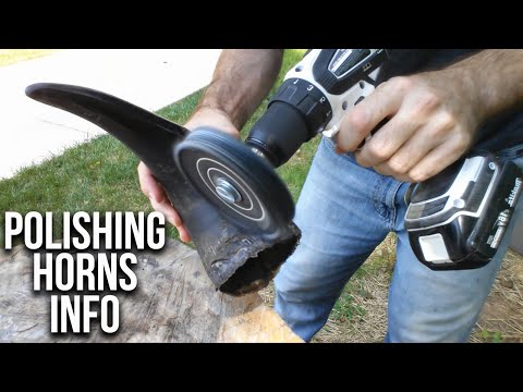 How To Polish Cow and Bison Horns How To Polish Cow and Bison Horns