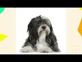 12 things all tibetan terrier owners must never forget 🐕✨