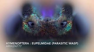 Amazing Electron Microscope Images Part 4
