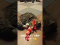 【サイベリアン】子猫にけりぐるみをプレゼントしたらドはまりしました😊