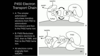 Cytochrome P450 Electron Sources (P450 Reductase or Adrenodoxin)