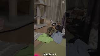 【猫】子猫の夜の運動会（リレー）　#shorts  #保護猫 #かわいい子猫 #cat