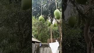 আমাদের গাছের আম