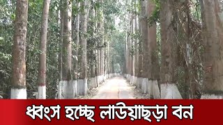 থামছেই না গাছ চুরি, উজাড় হচ্ছে দেশের অন্যতম রেইন ফরেস্ট | Lawachara Park