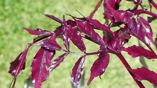 Perfect Indoor Plant, Red Leea, Burgandy Leea