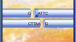 McG- H - Restriction Endonucleases