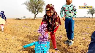 Bumper saffron harvest in Kashmir, Farmers happy with abundant production || Srinagar News Tv