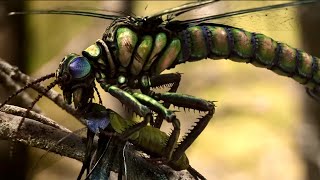 Les mondes perdus : qui a tué les insectes géants ? | Documentaire