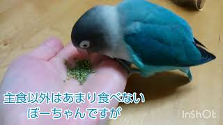 新しいおやつ食べてくれるかな？ボタンインコのぼーちゃん