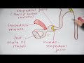 ear ossicles