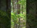 the mystery of aokigahara forest mystery aokigahara japan japanese