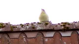 2013 10 31 Grauspecht (Picus Canus) bei der Gefiederpflege