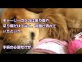 【感動】ひき逃げされ、雪の中で動けなかった犬…親切な人々に助けられ、笑顔を絶やさない犬にワンちゃんに！【世界が感動！涙と感動エピソード】