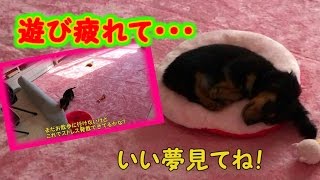 静かになったと思ったら遊び疲れて寝てるミニチュアダックスフンドの鼻ちゃんの動画【鼻ちゃん日記】#33