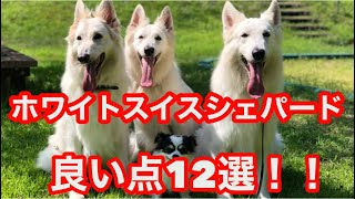 ホワイトスイスシェパードと10年生活を共にして今さらながら思う良い所12選！あげてみました！本当はもっとあるよ！