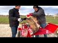 split fire 3265 gas powered log splitter