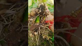 harvesting arbi|taro root#like #trending #viralshort #home #subscribe #nature #share #trendingshorts